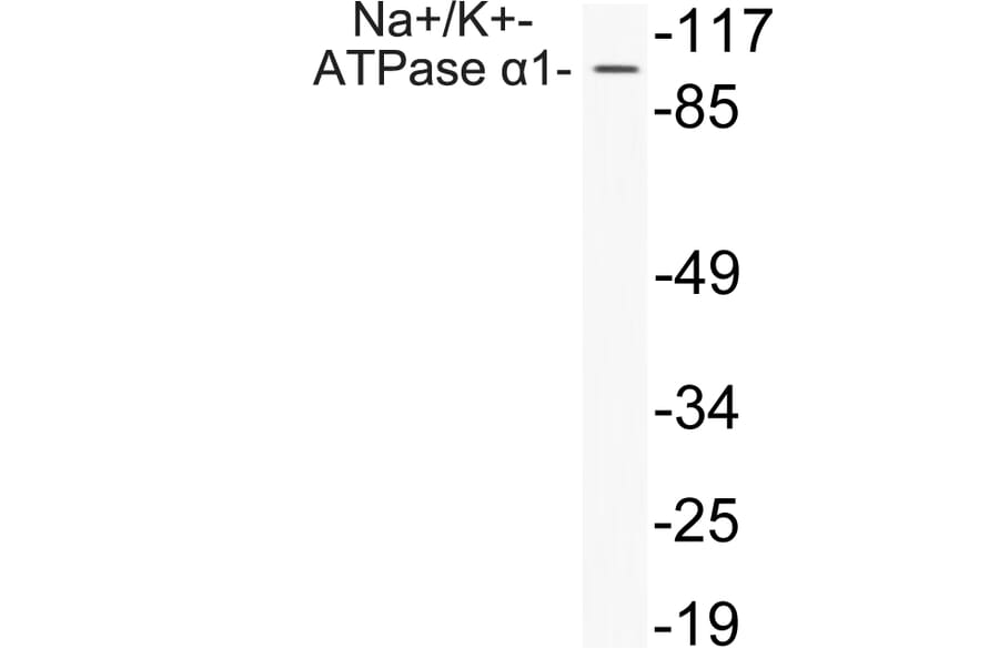 Western Blot - Anti-alpha 1 Sodium Potassium ATPase1 Antibody (R12-2252) - Antibodies.com