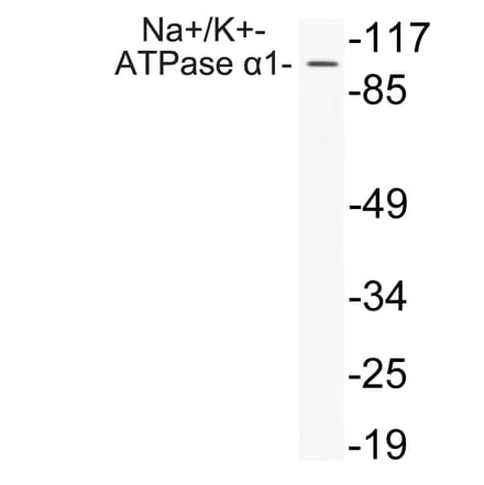 Western Blot - Anti-alpha 1 Sodium Potassium ATPase1 Antibody (R12-2252) - Antibodies.com