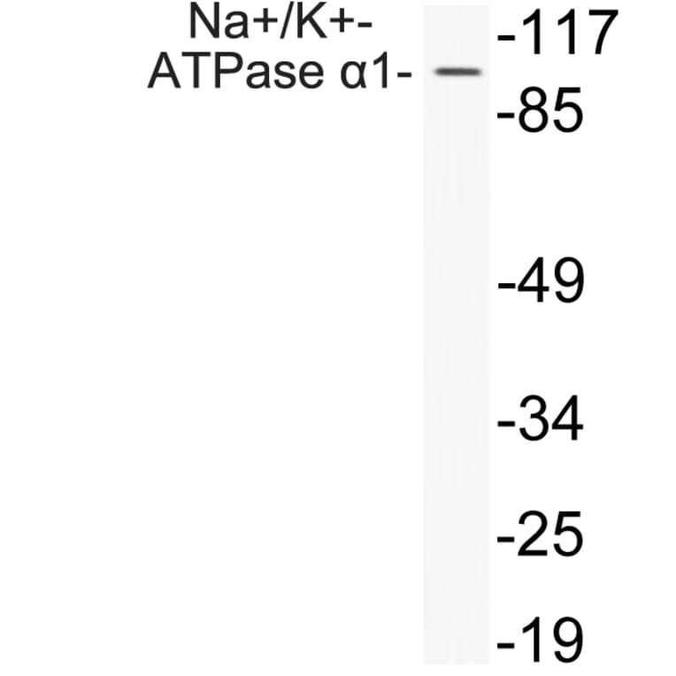 Western Blot - Anti-alpha 1 Sodium Potassium ATPase1 Antibody (R12-2252) - Antibodies.com