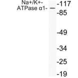 Western Blot - Anti-alpha 1 Sodium Potassium ATPase1 Antibody (R12-2252) - Antibodies.com