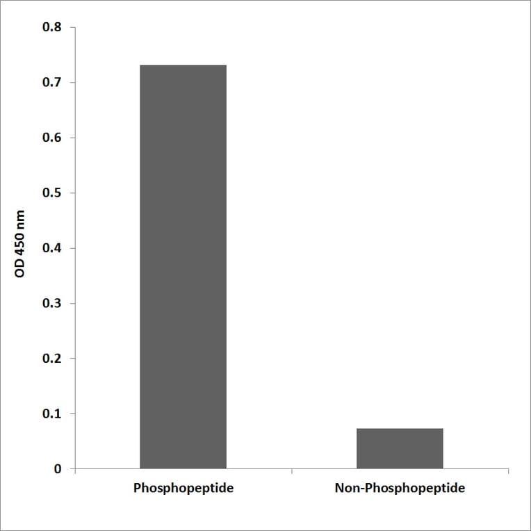 ELISA - Anti-Synuclein-alpha (phospho Tyr136) Antibody (P12-1184) - Antibodies.com