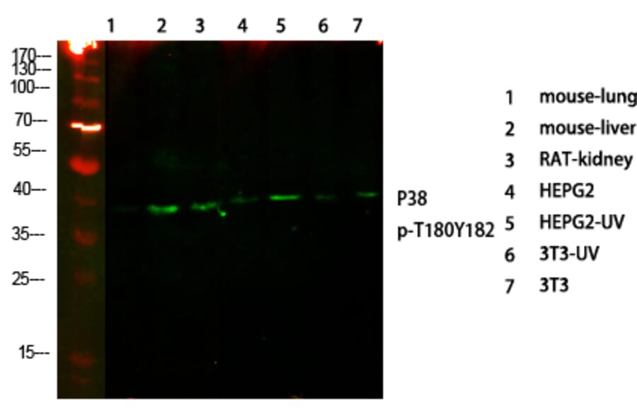Western Blot - Anti-p38 MAPK (phospho Thr179+Tyr181) Antibody (A0799) - Antibodies.com