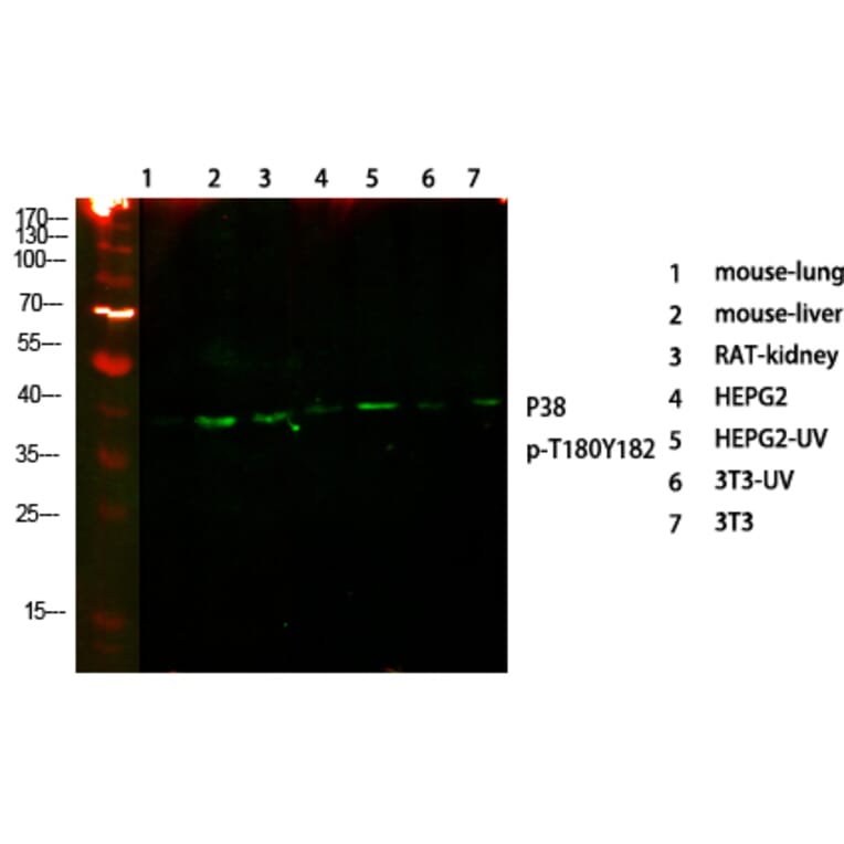 Western Blot - Anti-p38 MAPK (phospho Thr179+Tyr181) Antibody (A0799) - Antibodies.com