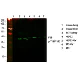 Western Blot - Anti-p38 MAPK (phospho Thr179+Tyr181) Antibody (A0799) - Antibodies.com