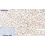 Immunohistochemistry - Anti-p38 MAPK (phospho Thr179+Tyr181) Antibody (A0799) - Antibodies.com