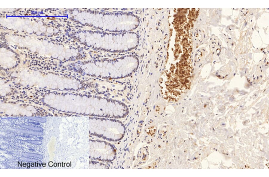 Immunohistochemistry - Anti-p38 MAPK (phospho Thr179+Tyr181) Antibody (A0799) - Antibodies.com