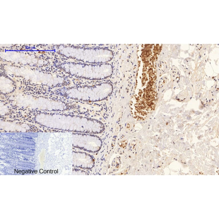 Immunohistochemistry - Anti-p38 MAPK (phospho Thr179+Tyr181) Antibody (A0799) - Antibodies.com