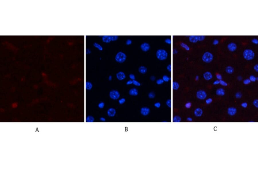 Immunofluorescence - Anti-p38 MAPK (phospho Thr179+Tyr181) Antibody (A0799) - Antibodies.com