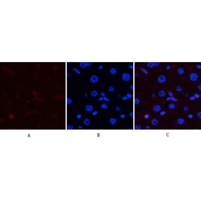 Immunofluorescence - Anti-p38 MAPK (phospho Thr179+Tyr181) Antibody (A0799) - Antibodies.com