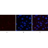 Immunofluorescence - Anti-p38 MAPK (phospho Thr179+Tyr181) Antibody (A0799) - Antibodies.com
