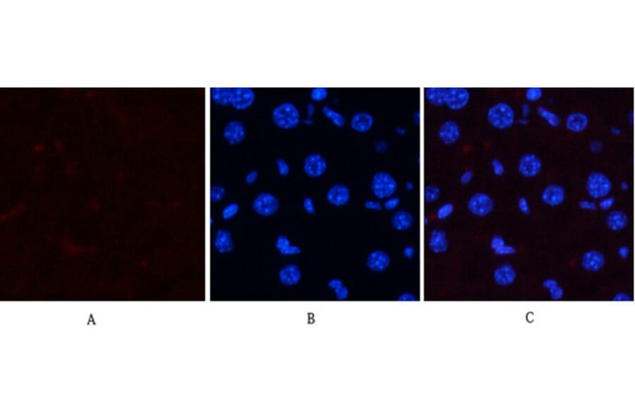 Immunofluorescence - Anti-p38 MAPK (phospho Thr179+Tyr181) Antibody (A0799) - Antibodies.com