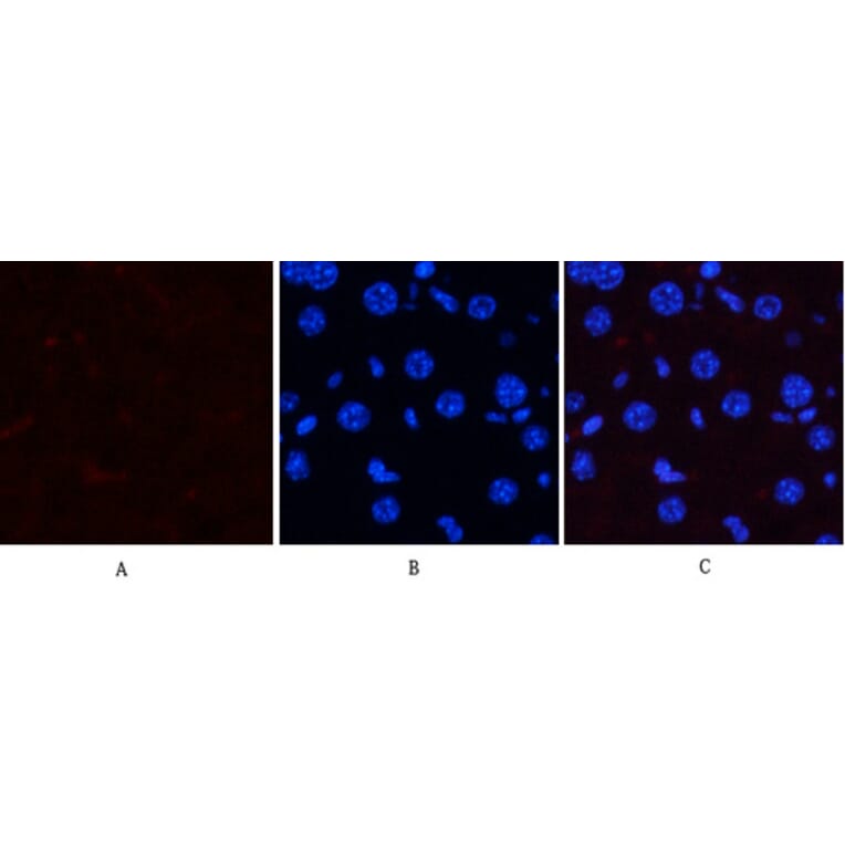 Immunofluorescence - Anti-p38 MAPK (phospho Thr179+Tyr181) Antibody (A0799) - Antibodies.com