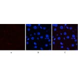 Immunofluorescence - Anti-p38 MAPK (phospho Thr179+Tyr181) Antibody (A0799) - Antibodies.com