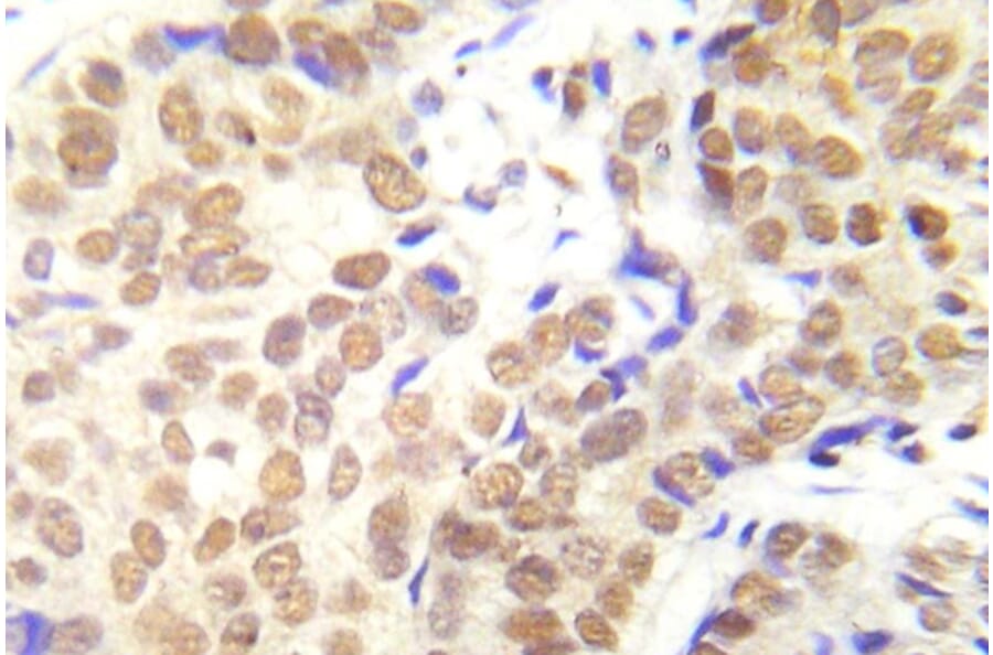 Immunohistochemistry - Anti-HDAC1 (phospho Ser421 + Ser423) Antibody (P12-1026) - Antibodies.com