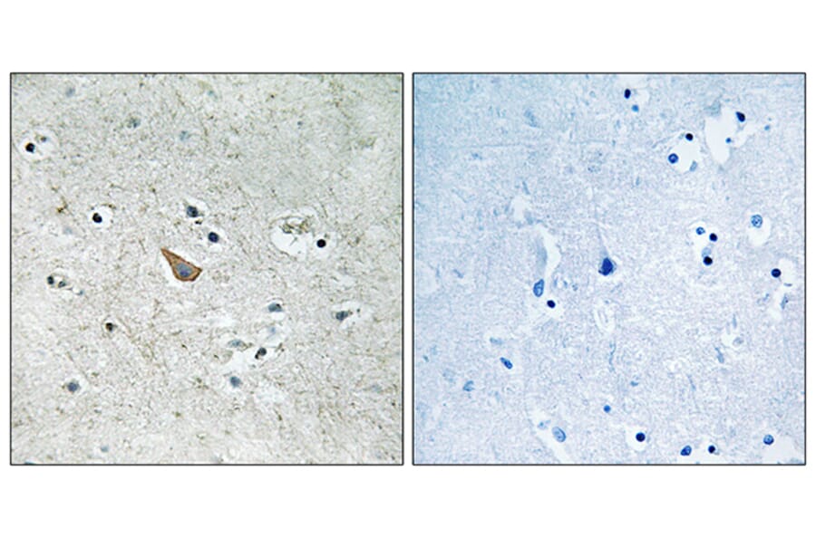 Immunohistochemistry - Anti-Ephrin B1 + B2 (phospho Tyr329) Antibody (A8223) - Antibodies.com