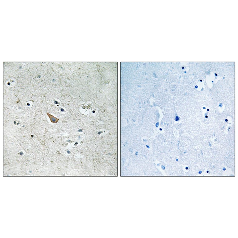 Immunohistochemistry - Anti-Ephrin B1 + B2 (phospho Tyr329) Antibody (A8223) - Antibodies.com