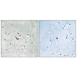 Immunohistochemistry - Anti-Ephrin B1 + B2 (phospho Tyr329) Antibody (A8223) - Antibodies.com