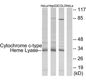 Western Blot - Anti-Cytochrome c-type Heme Lyase Antibody (C12123) - Antibodies.com