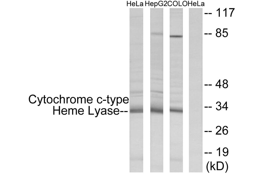 Western Blot - Anti-Cytochrome c-type Heme Lyase Antibody (C12123) - Antibodies.com