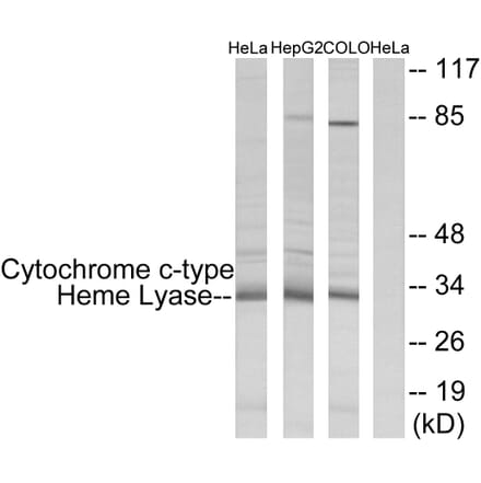 Western Blot - Anti-Cytochrome c-type Heme Lyase Antibody (C12123) - Antibodies.com