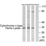 Western Blot - Anti-Cytochrome c-type Heme Lyase Antibody (C12123) - Antibodies.com