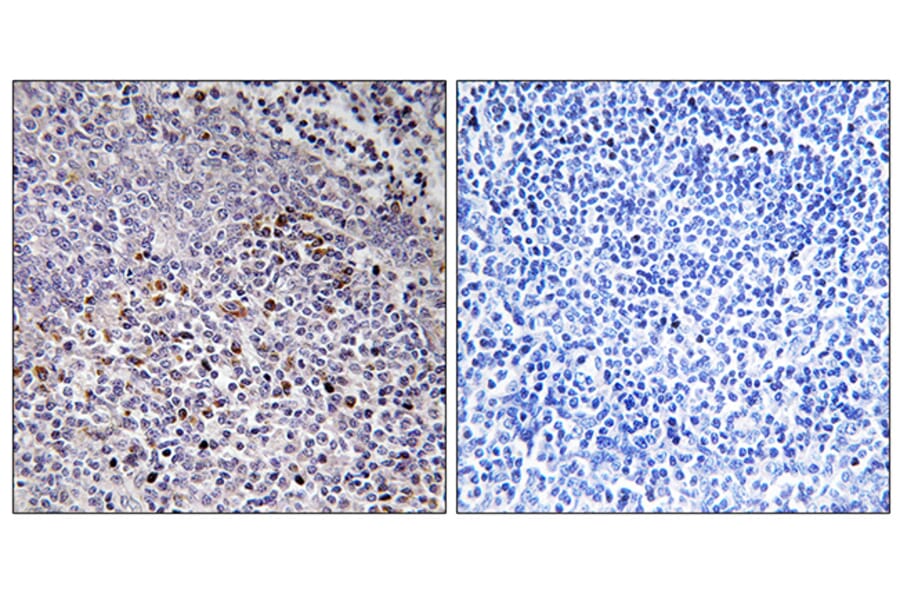 Immunohistochemistry - Anti-Cytochrome c-type Heme Lyase Antibody (C12123) - Antibodies.com