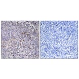 Immunohistochemistry - Anti-Cytochrome c-type Heme Lyase Antibody (C12123) - Antibodies.com