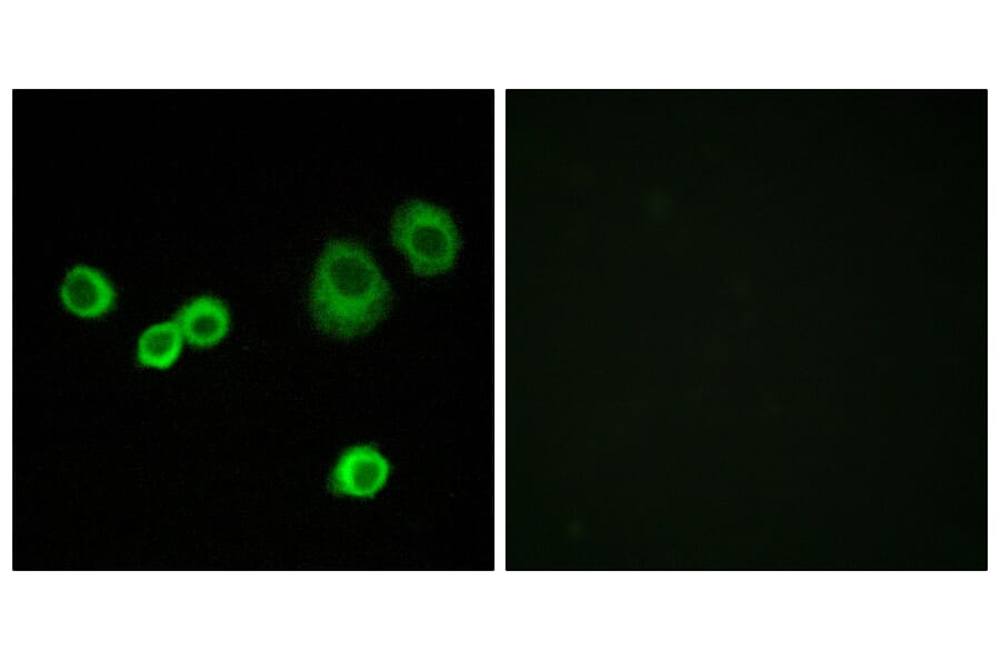 Immunofluorescence - Anti-Cytochrome c-type Heme Lyase Antibody (C12123) - Antibodies.com