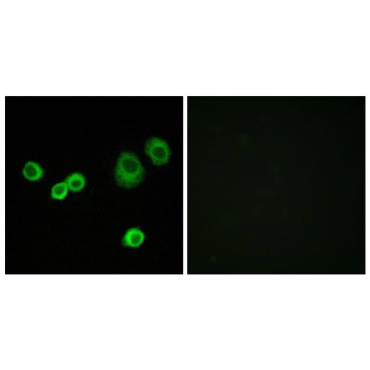 Immunofluorescence - Anti-Cytochrome c-type Heme Lyase Antibody (C12123) - Antibodies.com