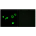 Immunofluorescence - Anti-Cytochrome c-type Heme Lyase Antibody (C12123) - Antibodies.com