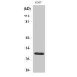 Western Blot - Anti-Cytochrome c-type Heme Lyase Antibody (C12123) - Antibodies.com