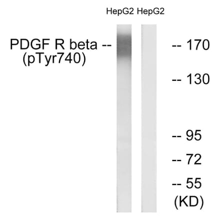 Western Blot - Anti-PDGFR beta (phospho Tyr740) Antibody (A0970) - Antibodies.com
