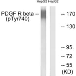 Western Blot - Anti-PDGFR beta (phospho Tyr740) Antibody (A0970) - Antibodies.com