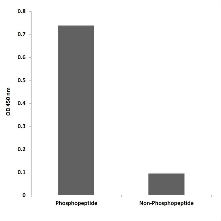 ELISA - Anti-PDGFR beta (phospho Tyr740) Antibody (P12-1162) - Antibodies.com