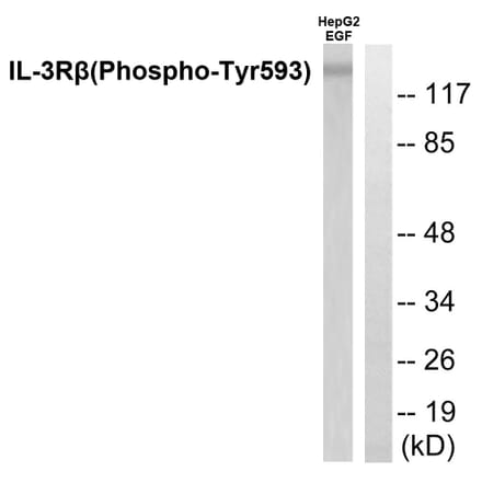 Western Blot - Anti-IL-3R beta (phospho Tyr593) Antibody (A0444) - Antibodies.com