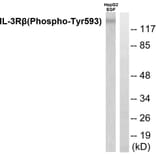 Western Blot - Anti-IL-3R beta (phospho Tyr593) Antibody (A0444) - Antibodies.com