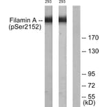 Western Blot - Anti-Filamin A (phospho Ser2152) Antibody (A0072) - Antibodies.com