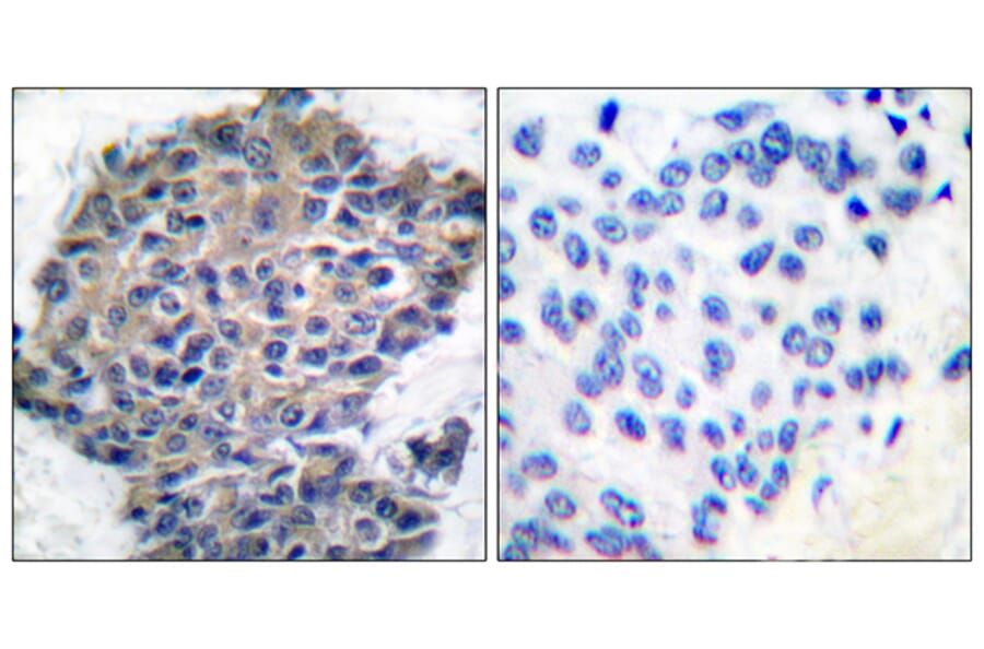 Immunohistochemistry - Anti-Filamin A (phospho Ser2152) Antibody (A0072) - Antibodies.com