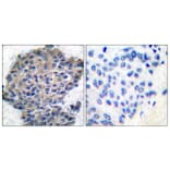 Immunohistochemistry - Anti-Filamin A (phospho Ser2152) Antibody (A0072) - Antibodies.com