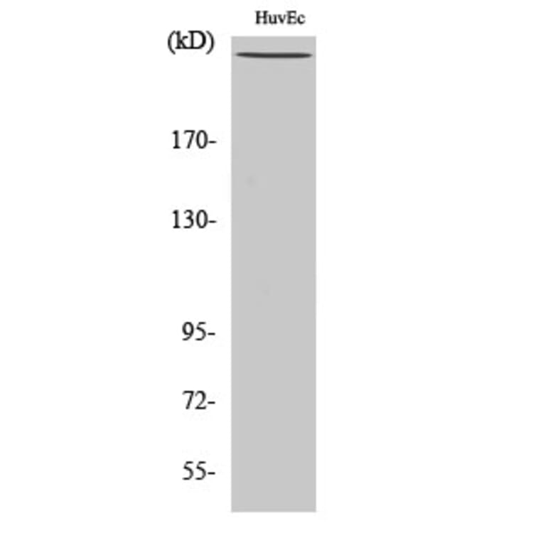 Western Blot - Anti-Filamin A (phospho Ser2152) Antibody (A0072) - Antibodies.com