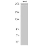 Western Blot - Anti-Filamin A (phospho Ser2152) Antibody (A0072) - Antibodies.com