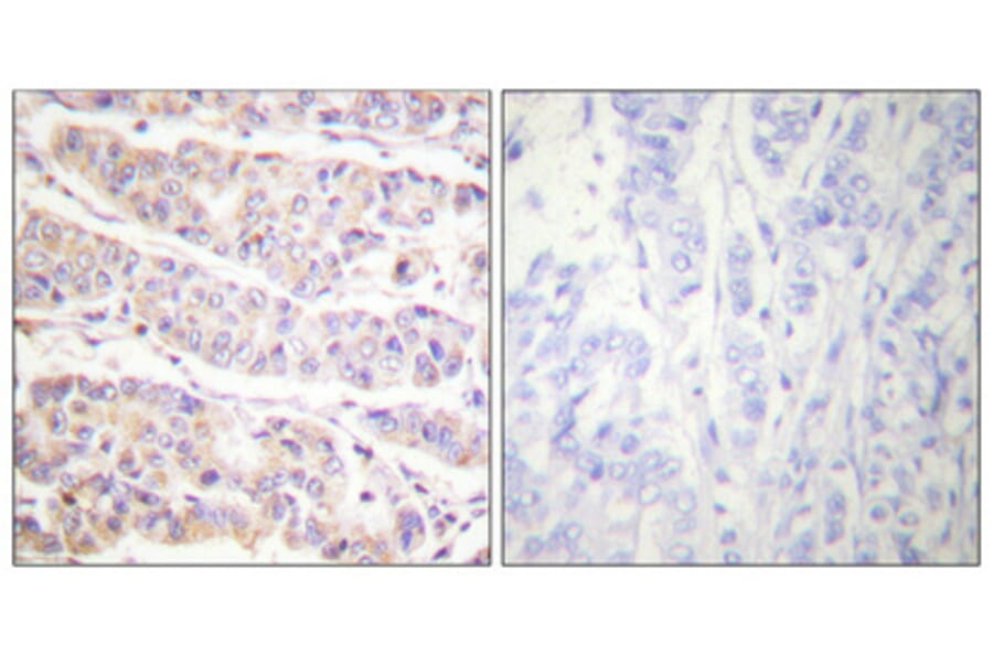 Immunohistochemistry - Anti-Filamin A (phospho Ser2152) Antibody (A0072) - Antibodies.com