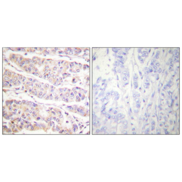 Immunohistochemistry - Anti-Filamin A (phospho Ser2152) Antibody (A0072) - Antibodies.com