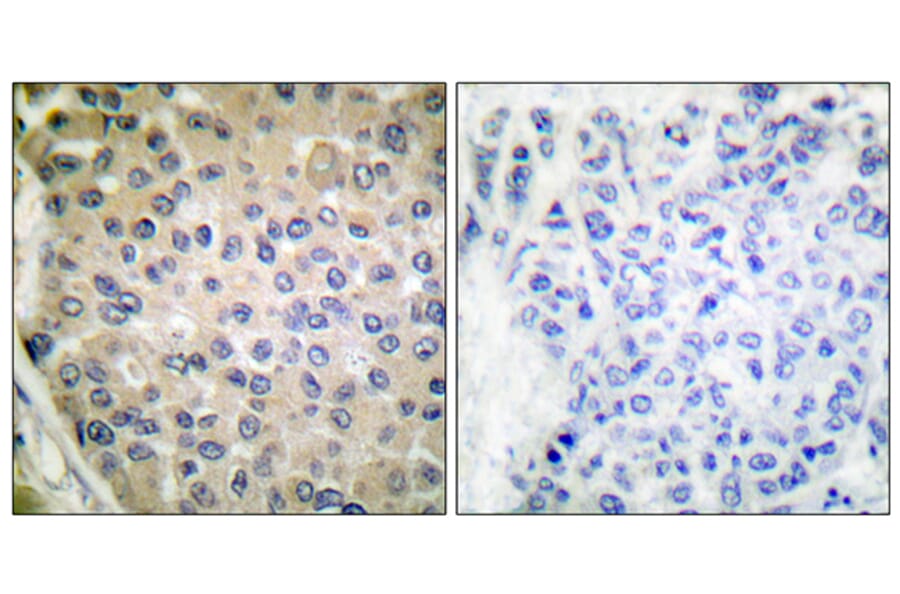 Immunohistochemistry - Anti-CPI17 alpha (phospho Thr38) Antibody (A7051) - Antibodies.com