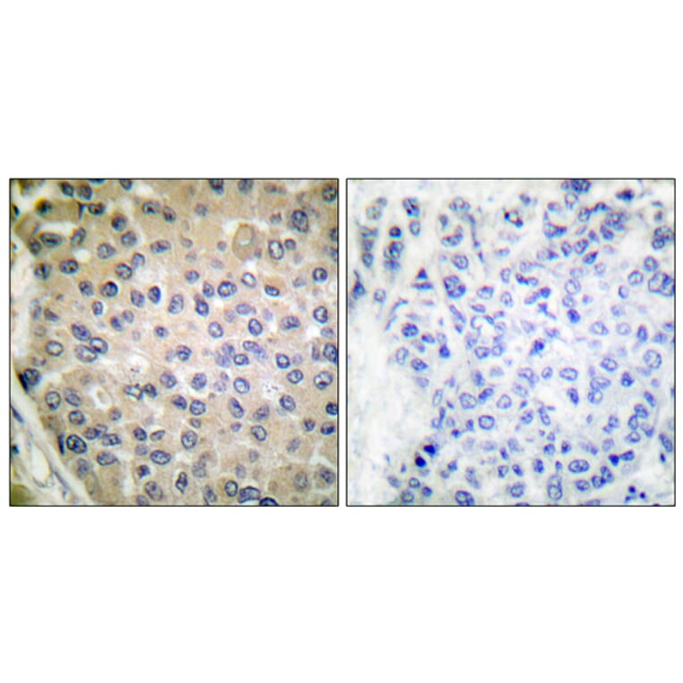Immunohistochemistry - Anti-CPI17 alpha (phospho Thr38) Antibody (A7051) - Antibodies.com