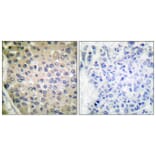 Immunohistochemistry - Anti-CPI17 alpha (phospho Thr38) Antibody (A7051) - Antibodies.com