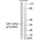 Western Blot - Anti-CK-1 alpha (phospho Tyr294) Antibody (A8088) - Antibodies.com