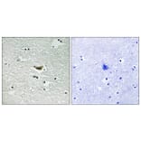 Immunohistochemistry - Anti-CK-1 alpha (phospho Tyr294) Antibody (A8088) - Antibodies.com