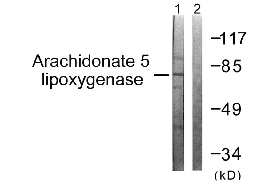 Western Blot - Anti-Arachidonate 5 Lipoxygenase Antibody (B0769) - Antibodies.com