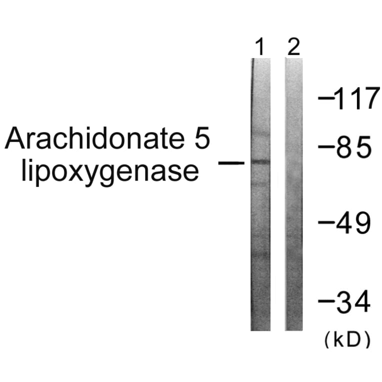 Western Blot - Anti-Arachidonate 5 Lipoxygenase Antibody (B0769) - Antibodies.com